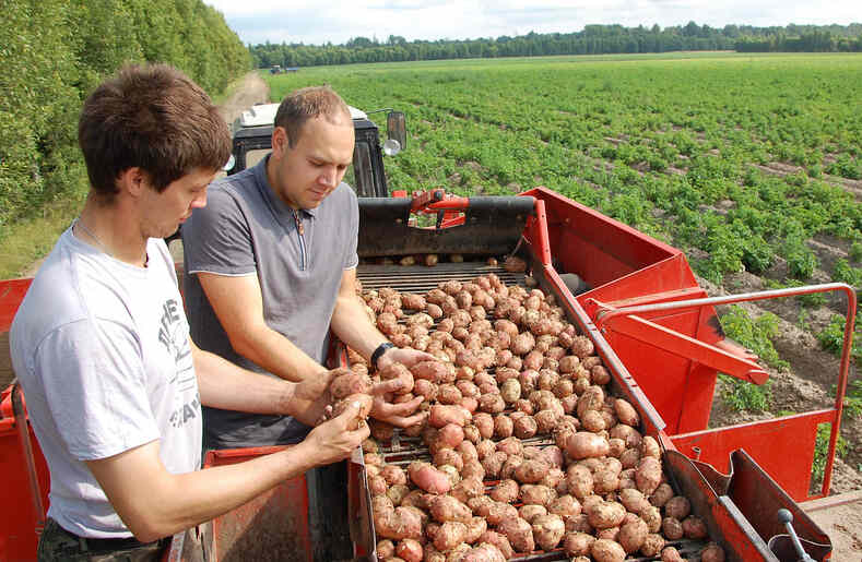Производство сельхозпродукции в СНГ в 1-м полугодии